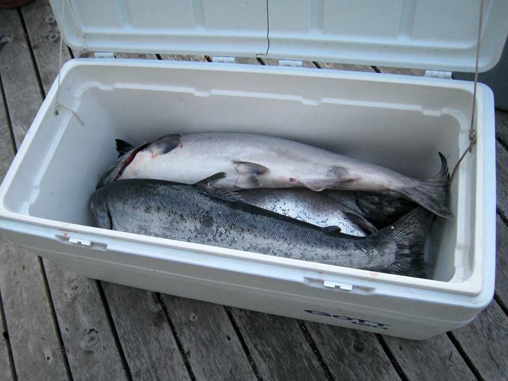 King Salmon in Cooler